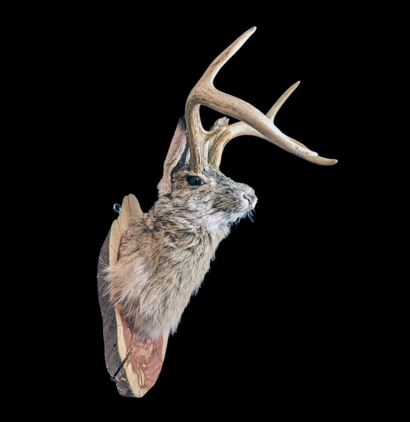 Jackalope Taxidermy Head Mount-Taxidermy-Big Horn Taxidermy-PaxtonGate