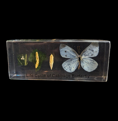 Life Cycle Of A Cabbage Butterfly In Acrylic-Insects-Real Insect Company-PaxtonGate