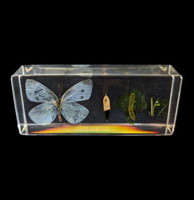 Life Cycle Of A Cabbage Butterfly In Acrylic-Insects-Real Insect Company-PaxtonGate