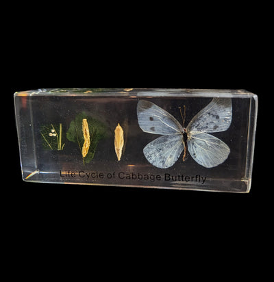 Life Cycle Of A Cabbage Butterfly In Acrylic-Insects-Real Insect Company-PaxtonGate