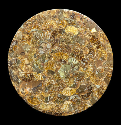 Ammonite Plate-Fossils-Norcross Madagascar-PaxtonGate