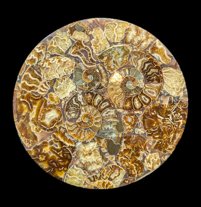 Ammonite Plate-Fossils-Norcross Madagascar-PaxtonGate