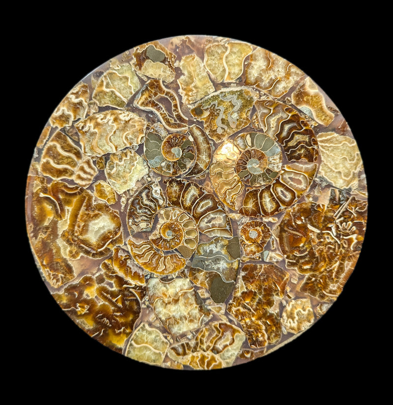 Ammonite Plate-Fossils-Norcross Madagascar-PaxtonGate