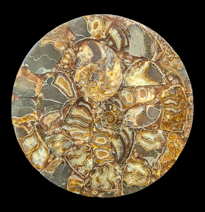 Ammonite Plate-Fossils-Norcross Madagascar-PaxtonGate