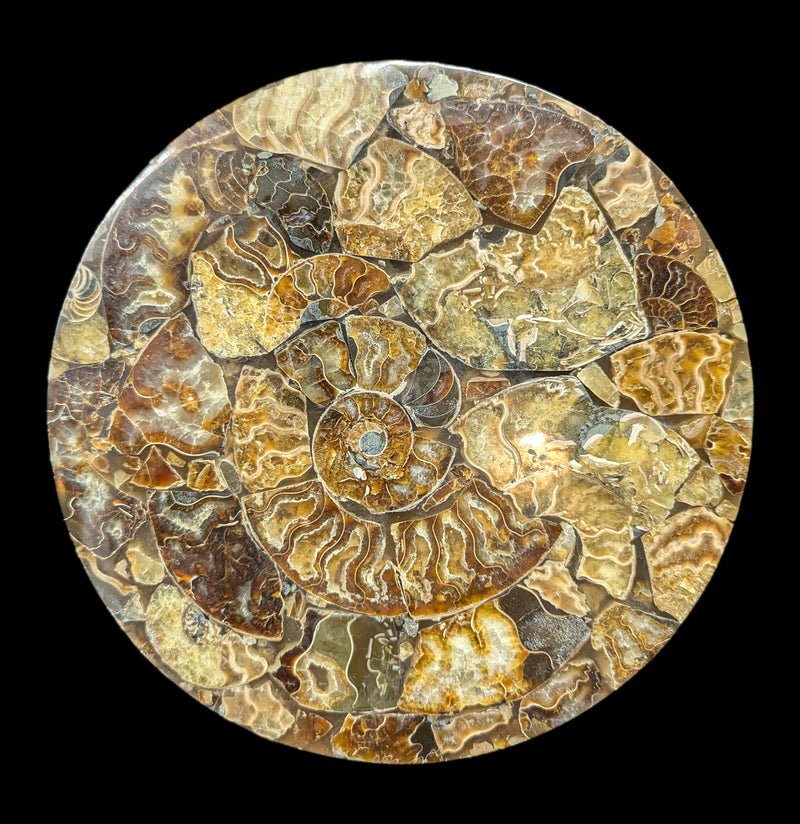 Ammonite Plate-Fossils-Norcross Madagascar-PaxtonGate