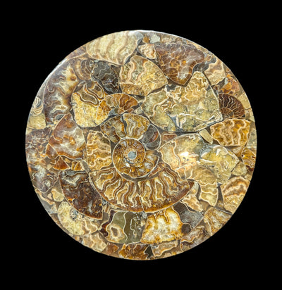 Ammonite Coaster-Fossils-Norcross Madagascar-PaxtonGate