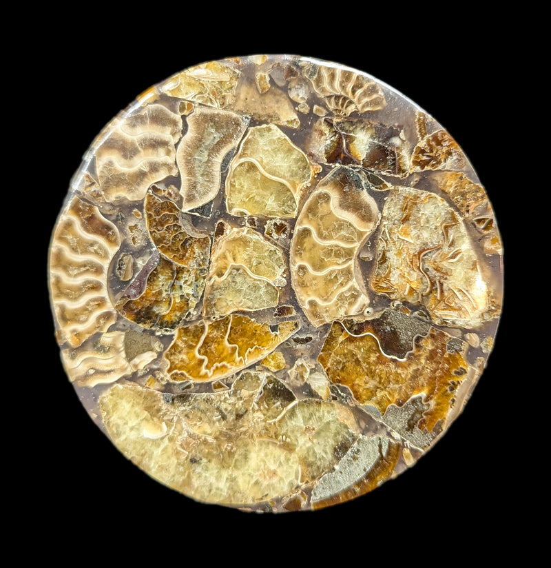 Ammonite Coaster-Fossils-Norcross Madagascar-PaxtonGate