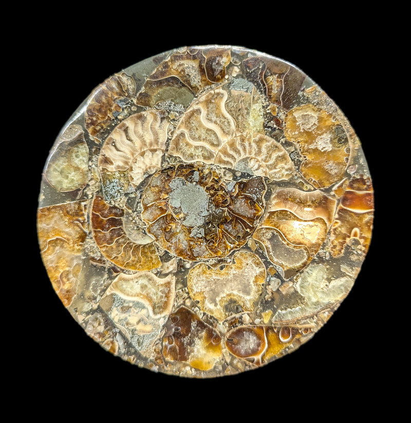 Ammonite Coaster-Fossils-Norcross Madagascar-PaxtonGate