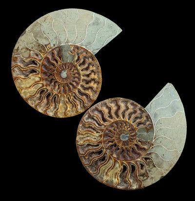 Cut & Polished Ammonite Pair Specimen B-Fossils-Madagascar Treasures-PaxtonGate