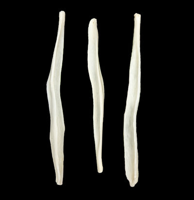 Coyote Baculum-Bones-White Fox Fur & Feather-PaxtonGate