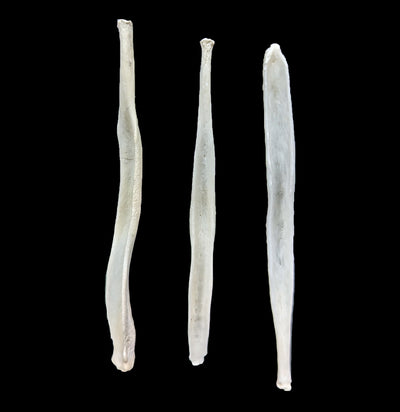 Coyote Baculum-Bones-White Fox Fur & Feather-PaxtonGate