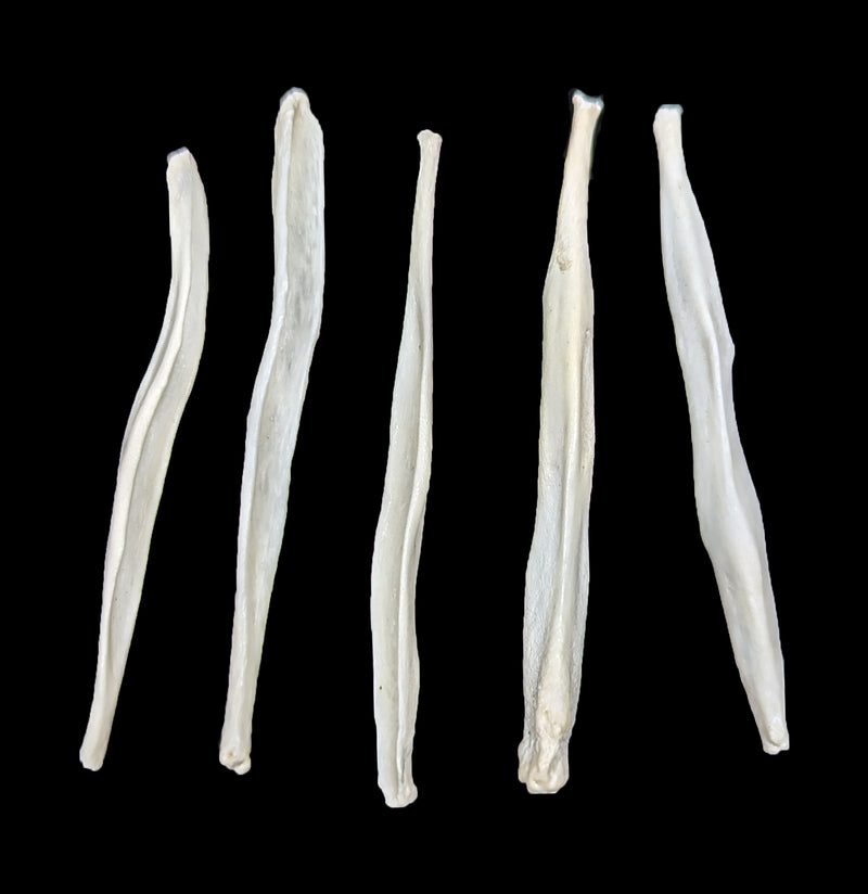 Coyote Baculum-Bones-White Fox Fur & Feather-PaxtonGate