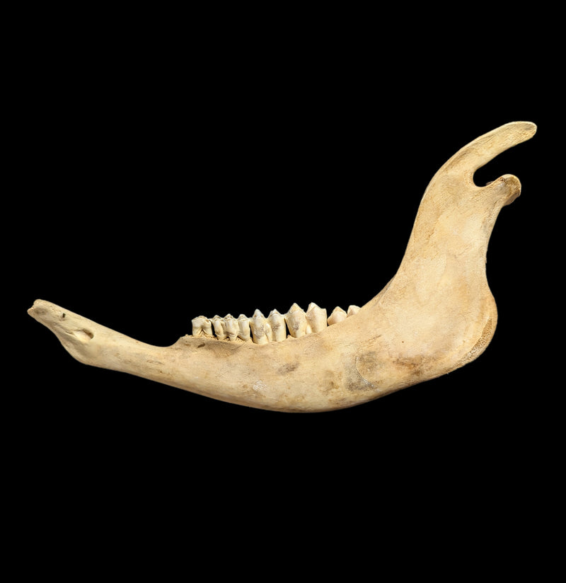 Bison Jaw-Bones-Driftstone Pueblo-PaxtonGate