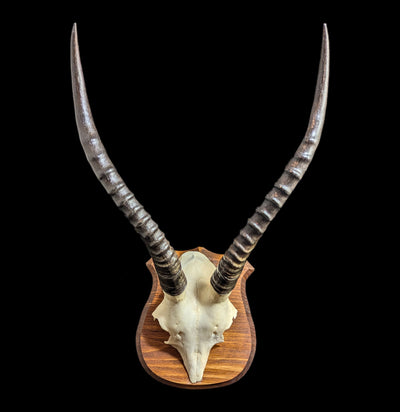 Mounted Blesbok Skull Plate-Skulls-African Crafts Market-PaxtonGate