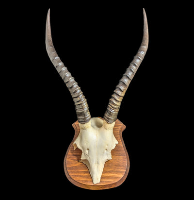 Mounted Blesbok Skull Plate-Skulls-African Crafts Market-PaxtonGate