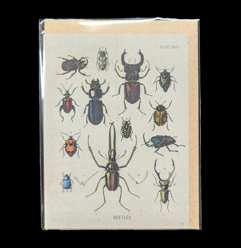 Beetle Specimens Greeting Card-Cards-Cognitive Surplus-PaxtonGate