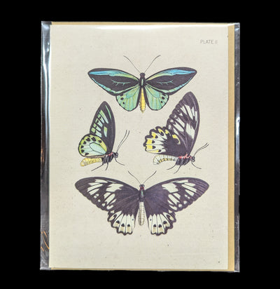 Butterfly Collection Specimen Card-Cards-Cognitive Surplus-PaxtonGate