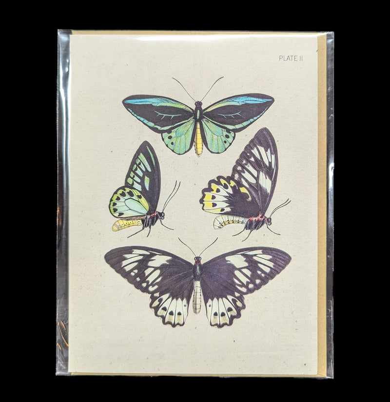 Butterfly Collection Specimen Card-Cards-Cognitive Surplus-PaxtonGate