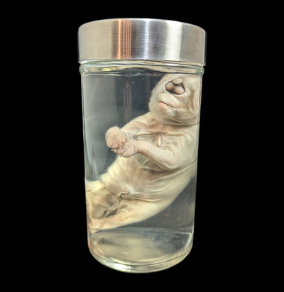 Cyclops Kitten Wet Specimen-WetSpecimn-Private Seller-PaxtonGate