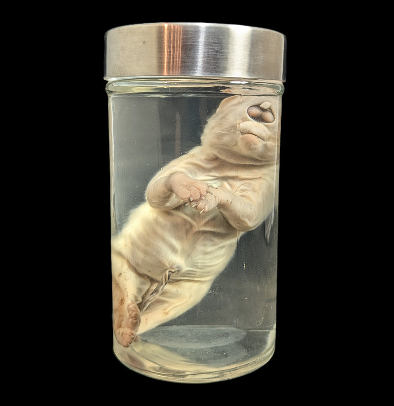 Cyclops Kitten Wet Specimen-WetSpecimn-Private Seller-PaxtonGate