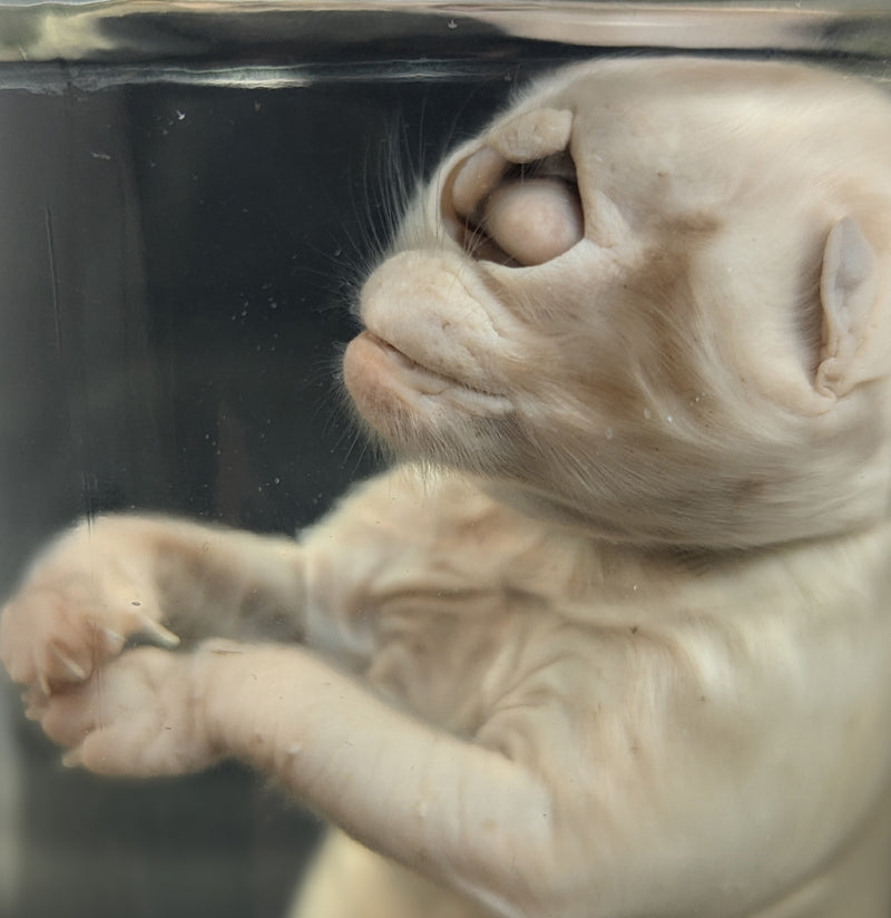 Cyclops Kitten Wet Specimen-WetSpecimn-Private Seller-PaxtonGate