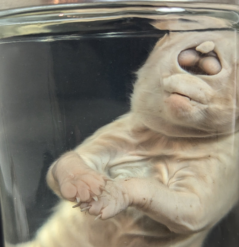 Cyclops Kitten Wet Specimen-WetSpecimn-Private Seller-PaxtonGate