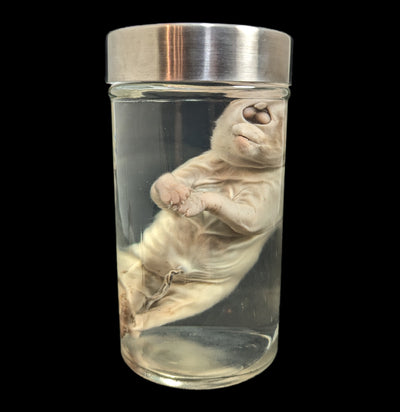 Cyclops Kitten Wet Specimen-WetSpecimn-Private Seller-PaxtonGate