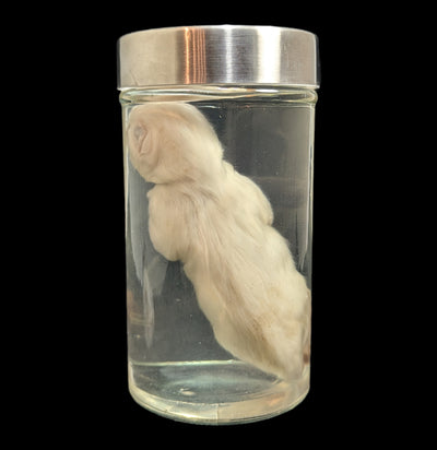 Cyclops Kitten Wet Specimen-WetSpecimn-Private Seller-PaxtonGate