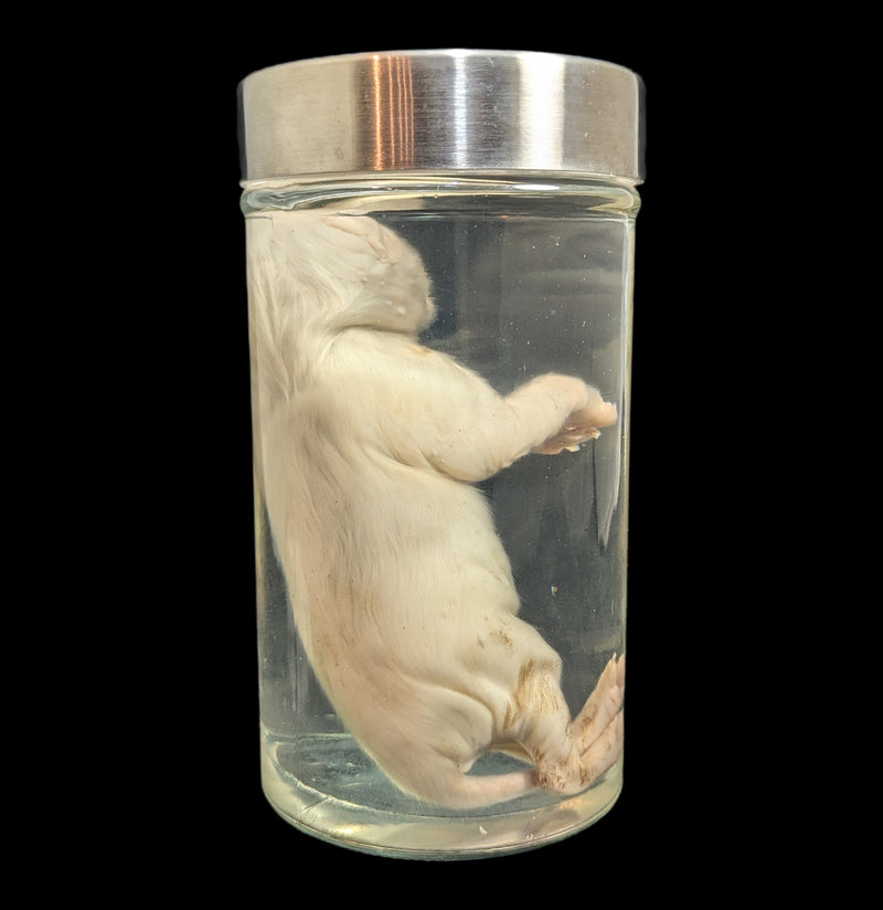 Cyclops Kitten Wet Specimen-WetSpecimn-Private Seller-PaxtonGate