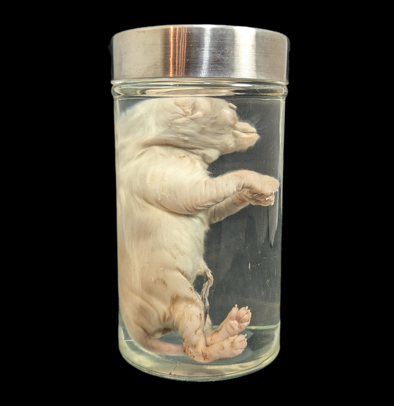 Cyclops Kitten Wet Specimen-WetSpecimn-Private Seller-PaxtonGate