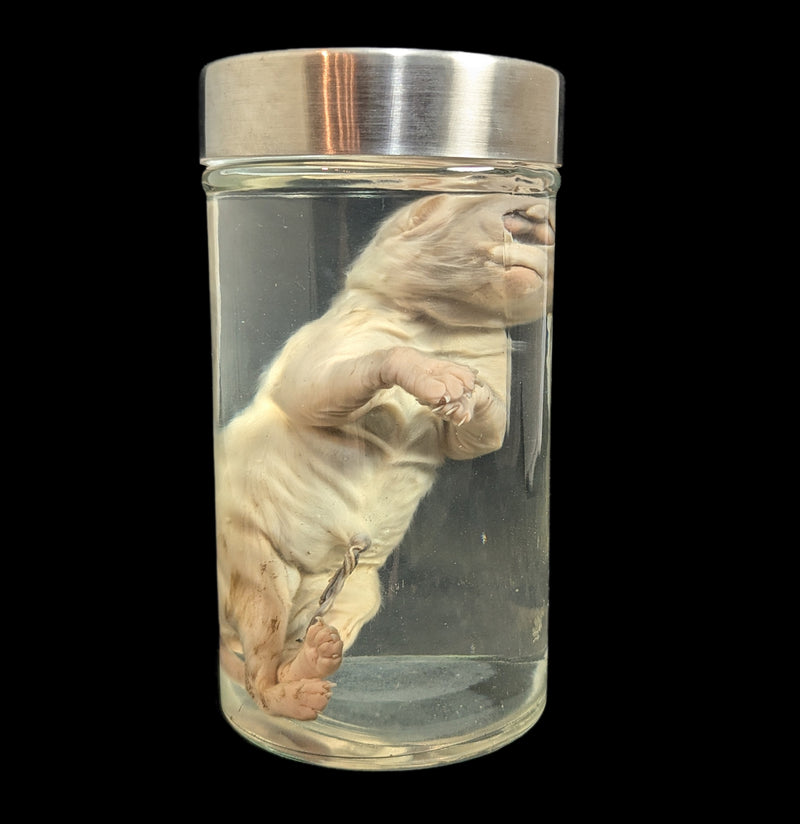 Cyclops Kitten Wet Specimen-WetSpecimn-Private Seller-PaxtonGate