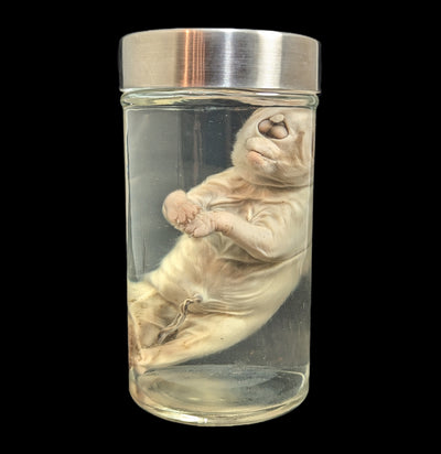 Cyclops Kitten Wet Specimen-WetSpecimn-Private Seller-PaxtonGate