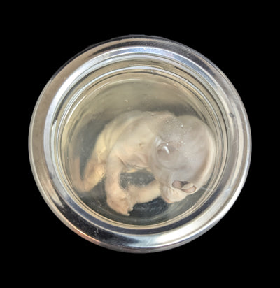 Cyclops Kitten Wet Specimen-WetSpecimn-Private Seller-PaxtonGate