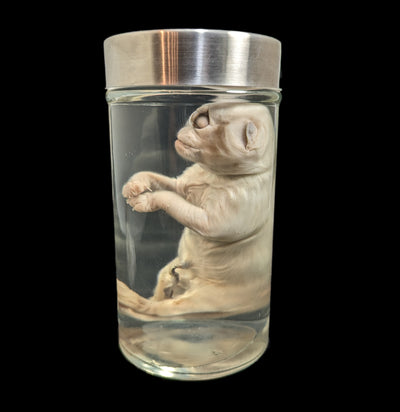 Cyclops Kitten Wet Specimen-WetSpecimn-Private Seller-PaxtonGate