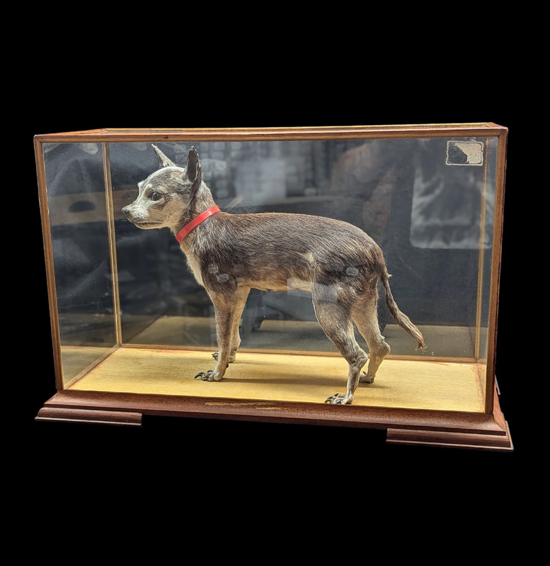 Chihuahua Taxidermy with Glass Case-Taxidermy-Private Seller-PaxtonGate