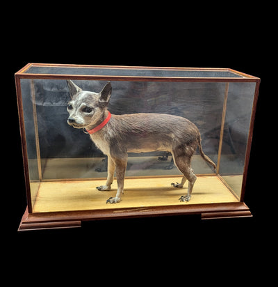 Chihuahua Taxidermy with Glass Case-Taxidermy-Private Seller-PaxtonGate