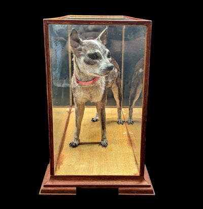 Chihuahua Taxidermy with Glass Case-Taxidermy-Private Seller-PaxtonGate