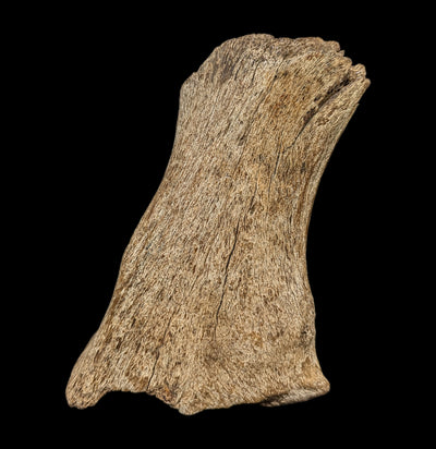 Woolly Partial Leg Bone-Fossils-Paxton Gate-PaxtonGate