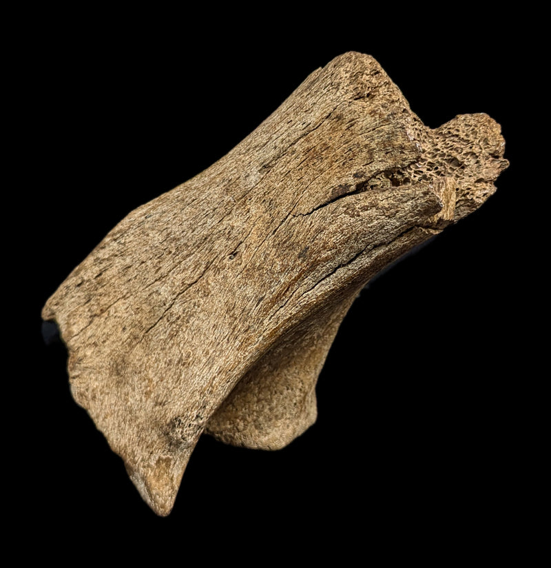 Woolly Partial Leg Bone-Fossils-Paxton Gate-PaxtonGate