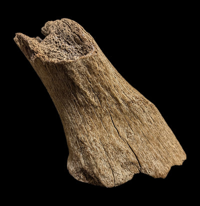 Woolly Partial Leg Bone-Fossils-Paxton Gate-PaxtonGate