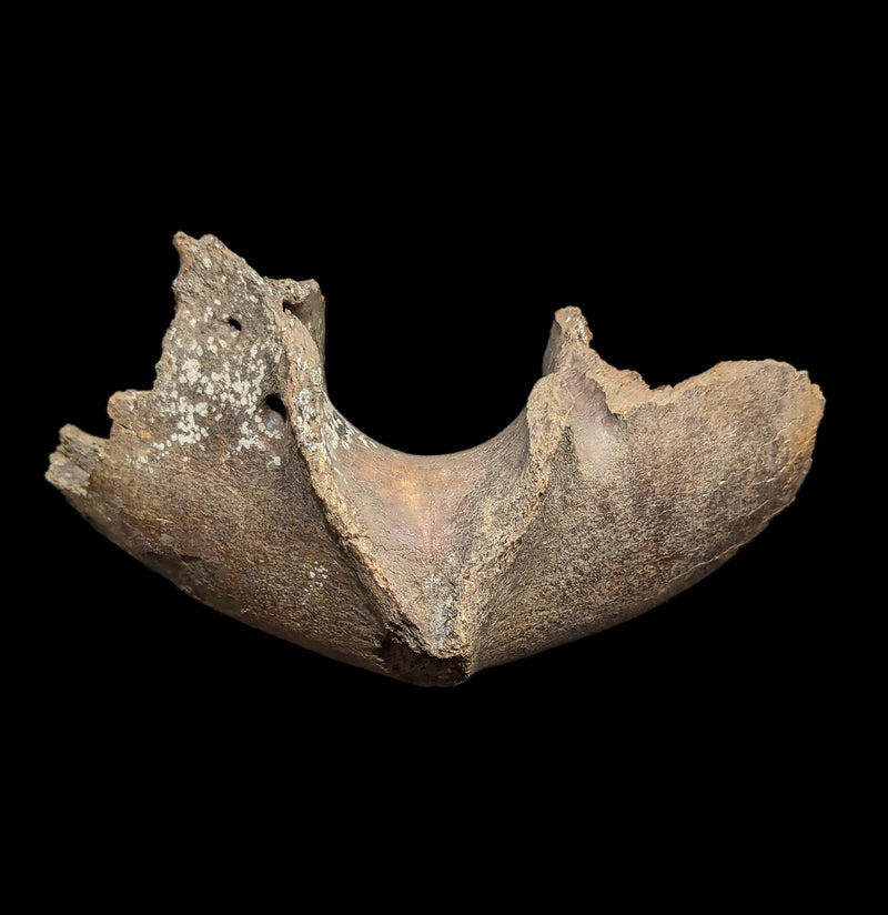 Woolly Mammoth Lower Front Mandible-Fossils-Paxton Gate-PaxtonGate