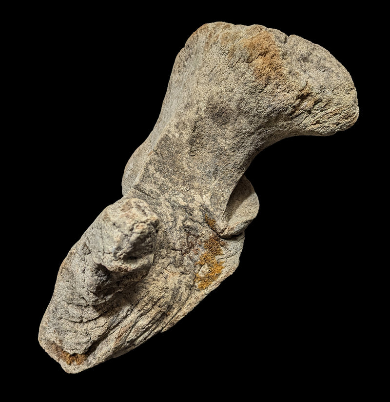 Woolly Mammoth Occipital Bone-Fossils-Paxton Gate-PaxtonGate