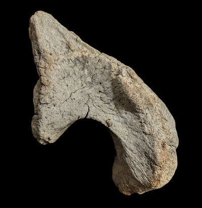 Woolly Mammoth Occipital Bone-Fossils-Paxton Gate-PaxtonGate