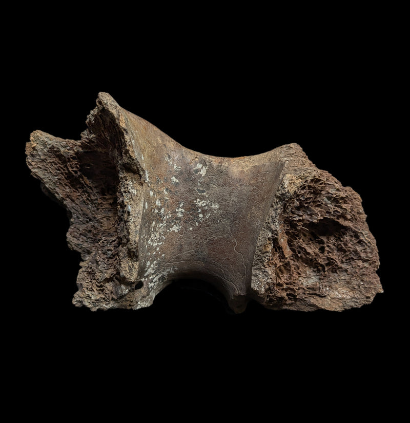 Woolly Mammoth Lower Front Mandible-Fossils-Paxton Gate-PaxtonGate