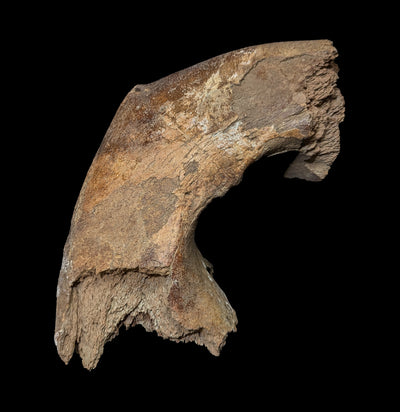 Woolly Mammoth Lower Front Mandible-Fossils-Paxton Gate-PaxtonGate