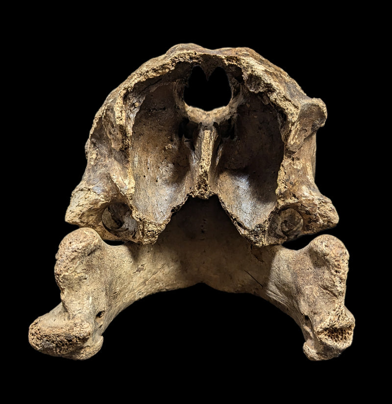 Walrus Partial Skull with Mandible-Fossils-Paxton Gate-PaxtonGate