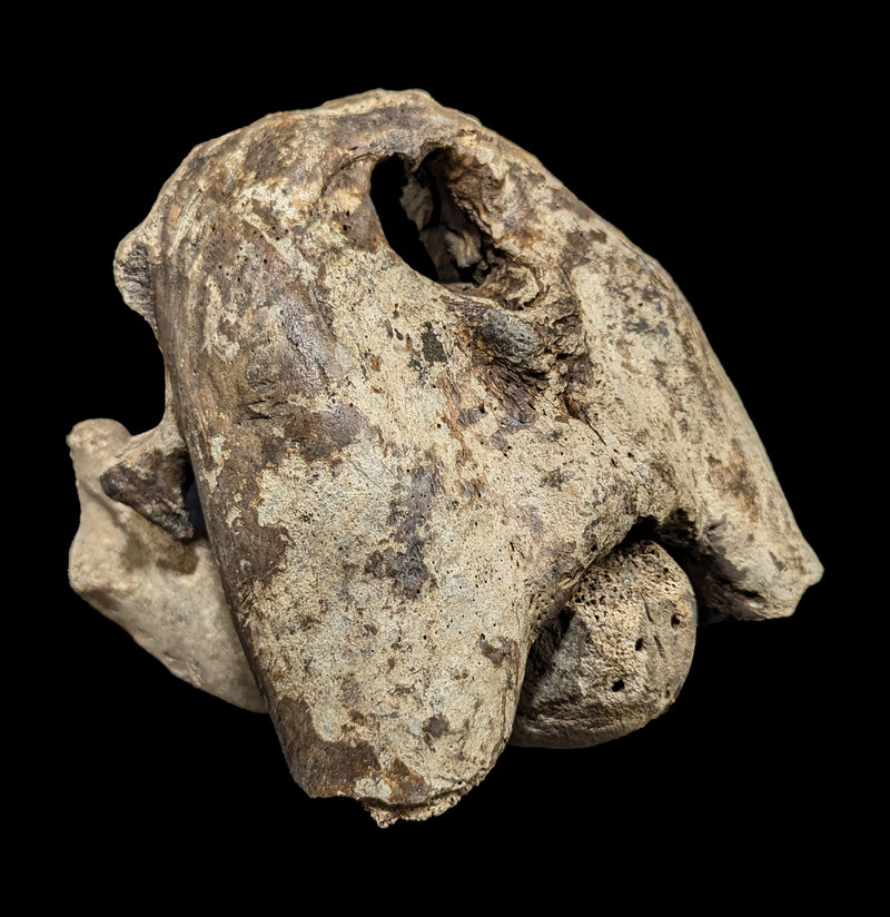 Walrus Partial Skull with Mandible-Fossils-Paxton Gate-PaxtonGate