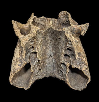 Walrus Partial Skull with Mandible-Fossils-Paxton Gate-PaxtonGate