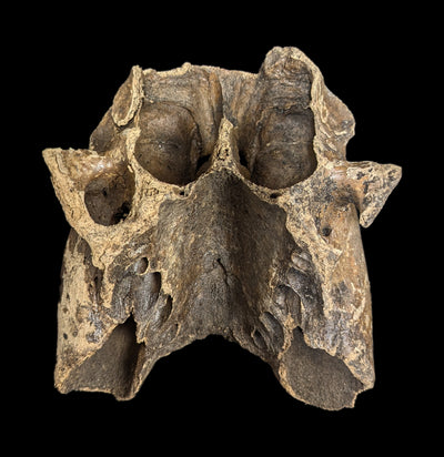 Walrus Partial Skull with Mandible-Fossils-Paxton Gate-PaxtonGate