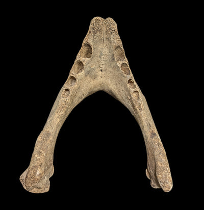 Walrus Partial Skull with Mandible-Fossils-Paxton Gate-PaxtonGate